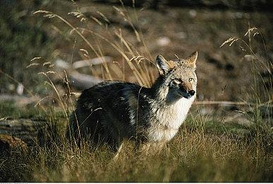 重磅：传索尼开发新掌机 仍然需要PS5